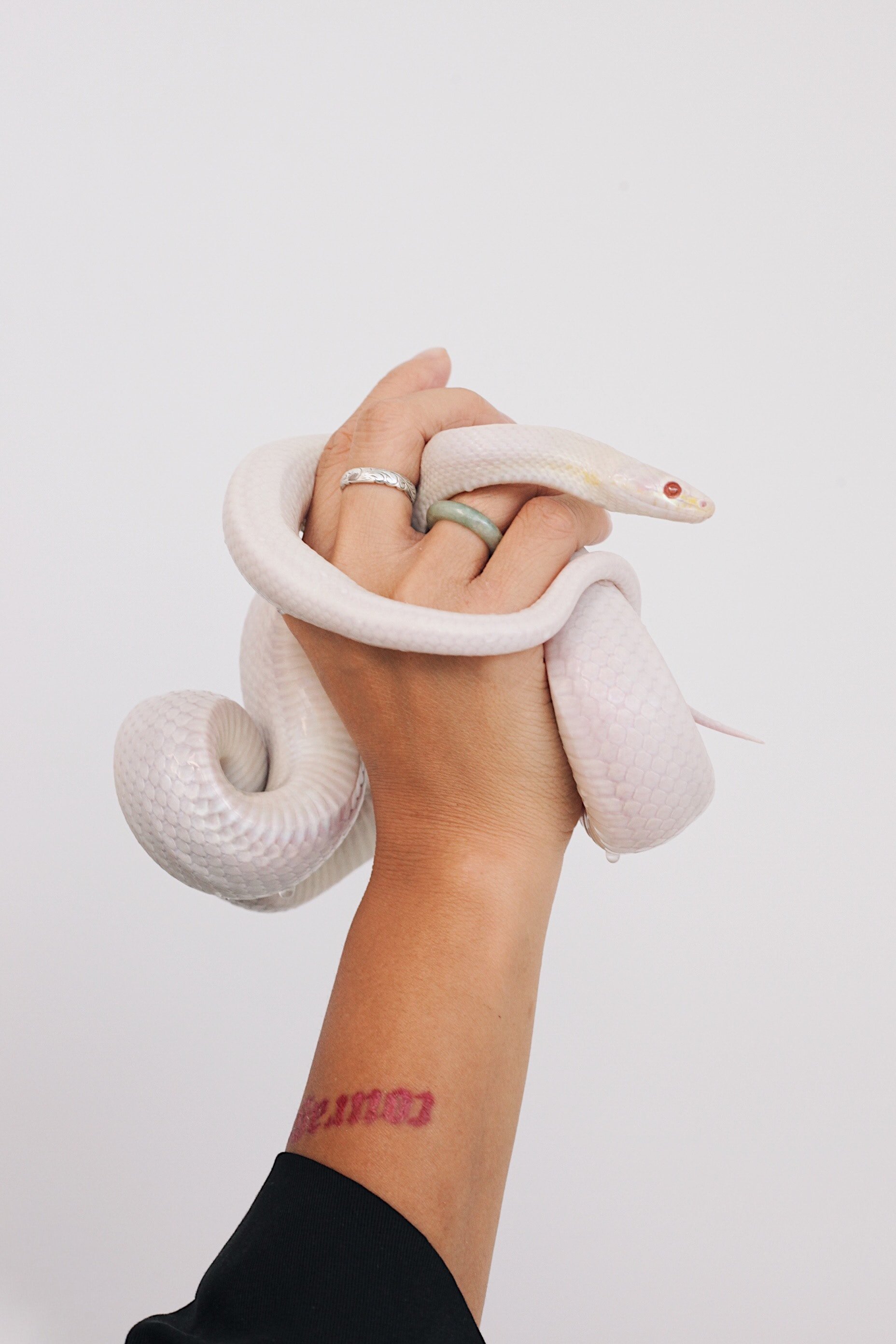 Holding White Snake