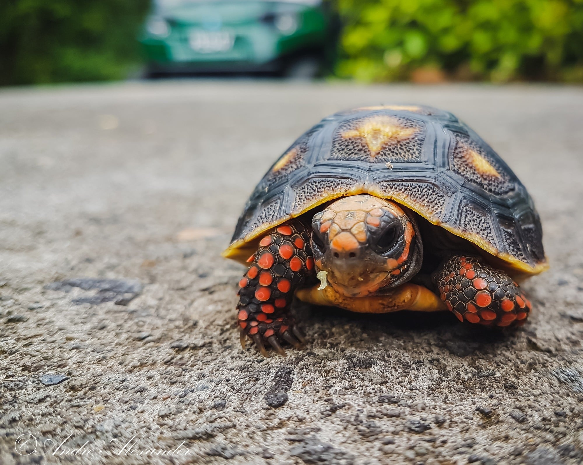 Tortoise