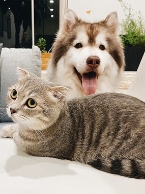 Cat and Dog Sitting on a Couch