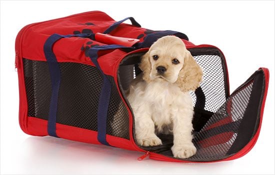 A Puppy in an Airline Carrier